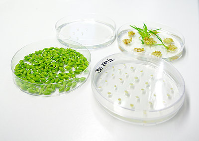 Zuchttechniken